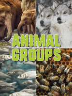 Animal Groups