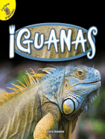 Iguanas: Iguanas