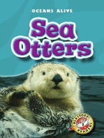 Sea Otters