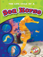Life Cycle of a Sea Horse, The