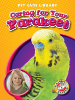 Caring for Your Parakeet