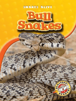 Bull Snakes