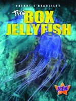 Box Jellyfish, The