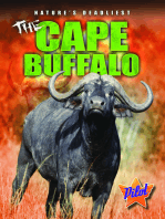 Cape Buffalo, The