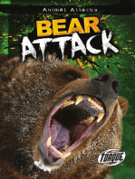 Bear Attack