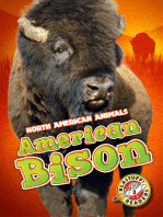 American Bison