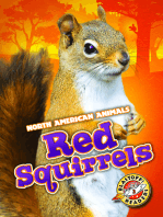 Red Squirrels