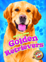 Golden Retrievers