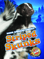 Striped Skunks