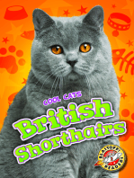 British Shorthairs