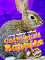 Cottontail Rabbits