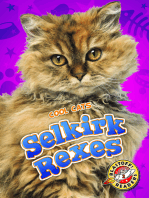 Selkirk Rexes