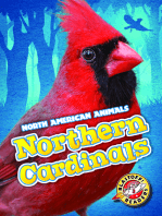 Northern Cardinals