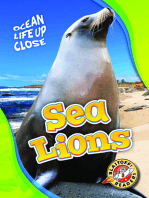 Sea Lions