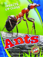 Ants