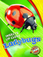 Ladybugs