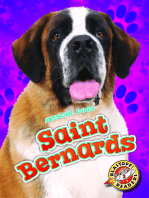 Saint Bernards