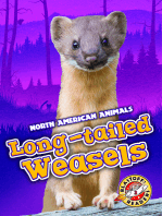 Long-tailed Weasels