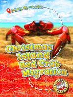 Christmas Island Red Crab Migration