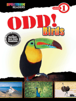Odd! Birds
