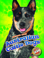 Australian Cattle Dogs