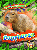 Capybaras