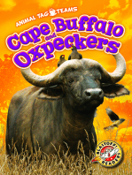 Cape Buffalo and Oxpeckers