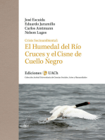 Crisis Socioambiental: El Humedal del Río Cruces y el Cisne de Cuello Negro