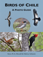 Birds of Chile: A Photo Guide