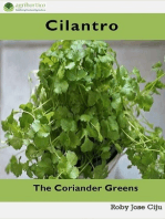 Cilantro, the Coriander Greens