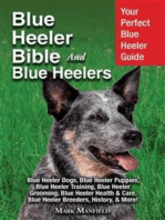 Blue Heeler Bible And Blue Heelers: Your Perfect Blue Heeler Guide Blue Heeler Dogs, Blue Heeler Puppies, Blue Heeler Training, Blue Heeler Grooming, Blue Heeler Health & Care, Blue Heeler Breeders, History, & More!