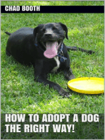 How to Adopt a Dog the Right Way!