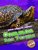 Common Box Turtles