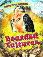 Bearded Vultures