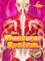 Muscular System, The