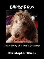 Darcy's Run: Tales from N. Park Ave.