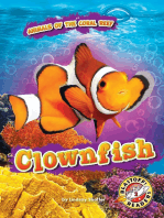 Clownfish