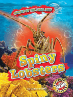 Spiny Lobsters