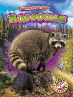 Raccoons