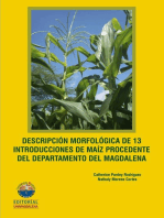Descripción morfológica de 13 introducciones de maíz procedente del Departamento del Magdalena
