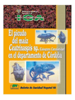 El picudo del maíz Ceatrinaspis sp. (Coleoptera