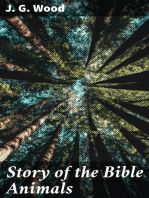 Story of the Bible Animals