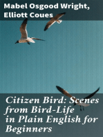 Citizen Bird