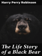 The Life Story of a Black Bear