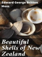 Beautiful Shells of New Zealand