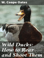 Wild Ducks: How to Rear and Shoot Them