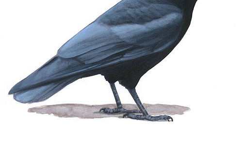 A Closer Look At Crows - BirdWatching | Everand