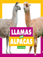 Llamas and Alpacas