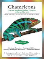 Chameleons: Care and Breeding of Jackson's, Panther, Veiled, and Parson's