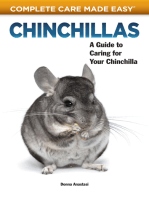 Chinchillas: A Guide to Caring for Your Chinchilla